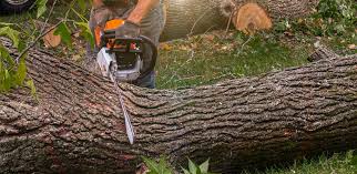 Best Tree Preservation Services  in Dale, PA