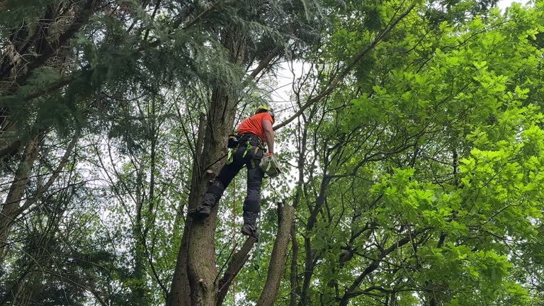 Best Tree and Shrub Care  in Dale, PA