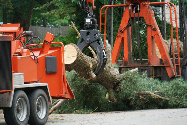 Best Lawn Dethatching Services  in Dale, PA